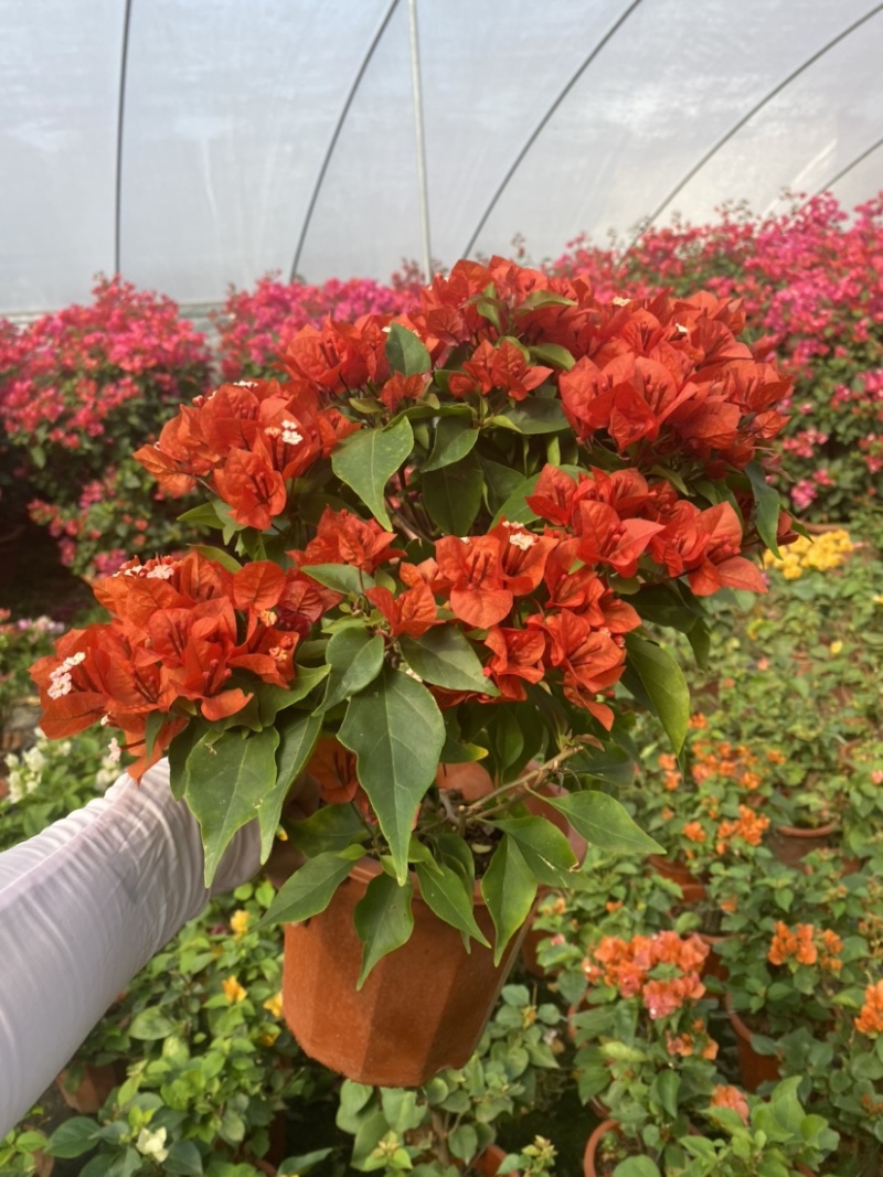 紫花小红桶三角梅