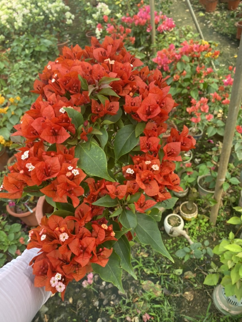 紫花小红桶三角梅