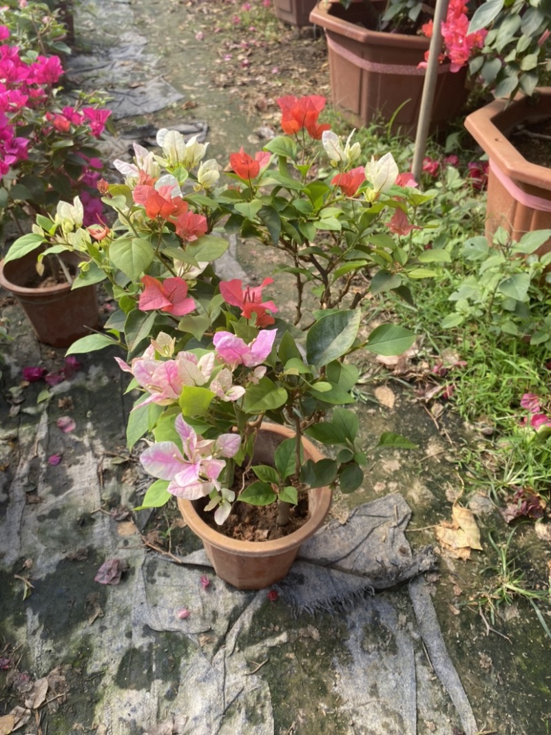 紫花小红桶三角梅