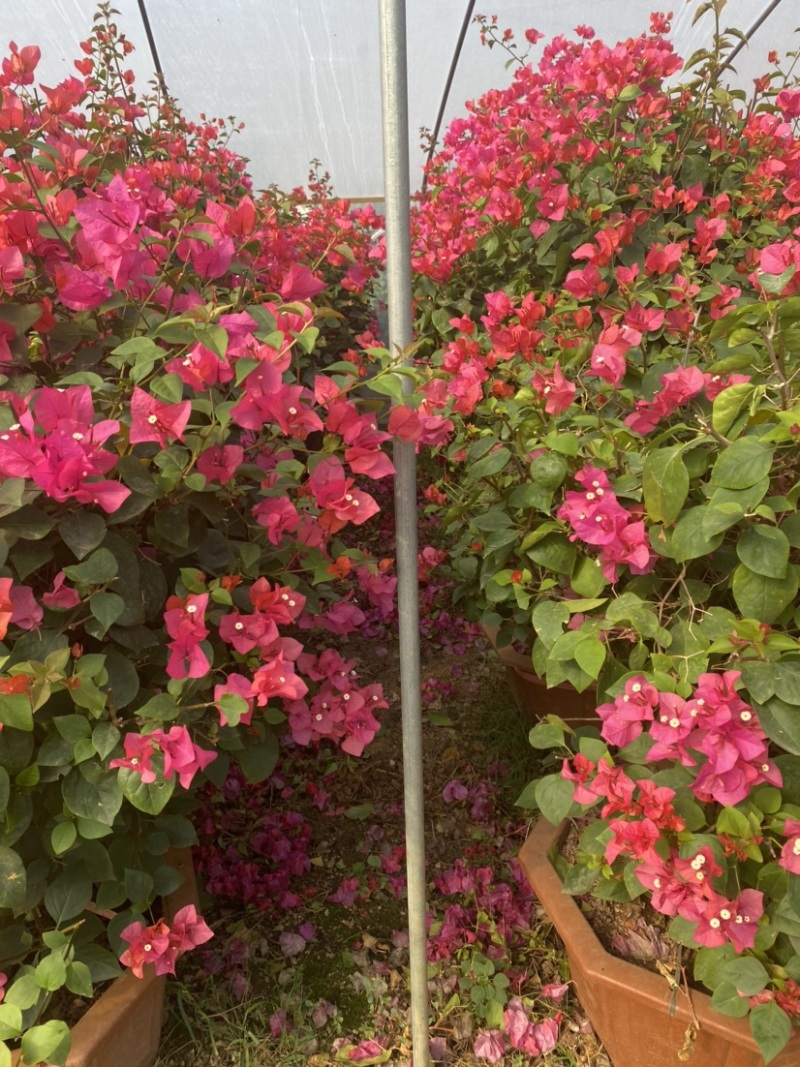 紫花小红桶三角梅