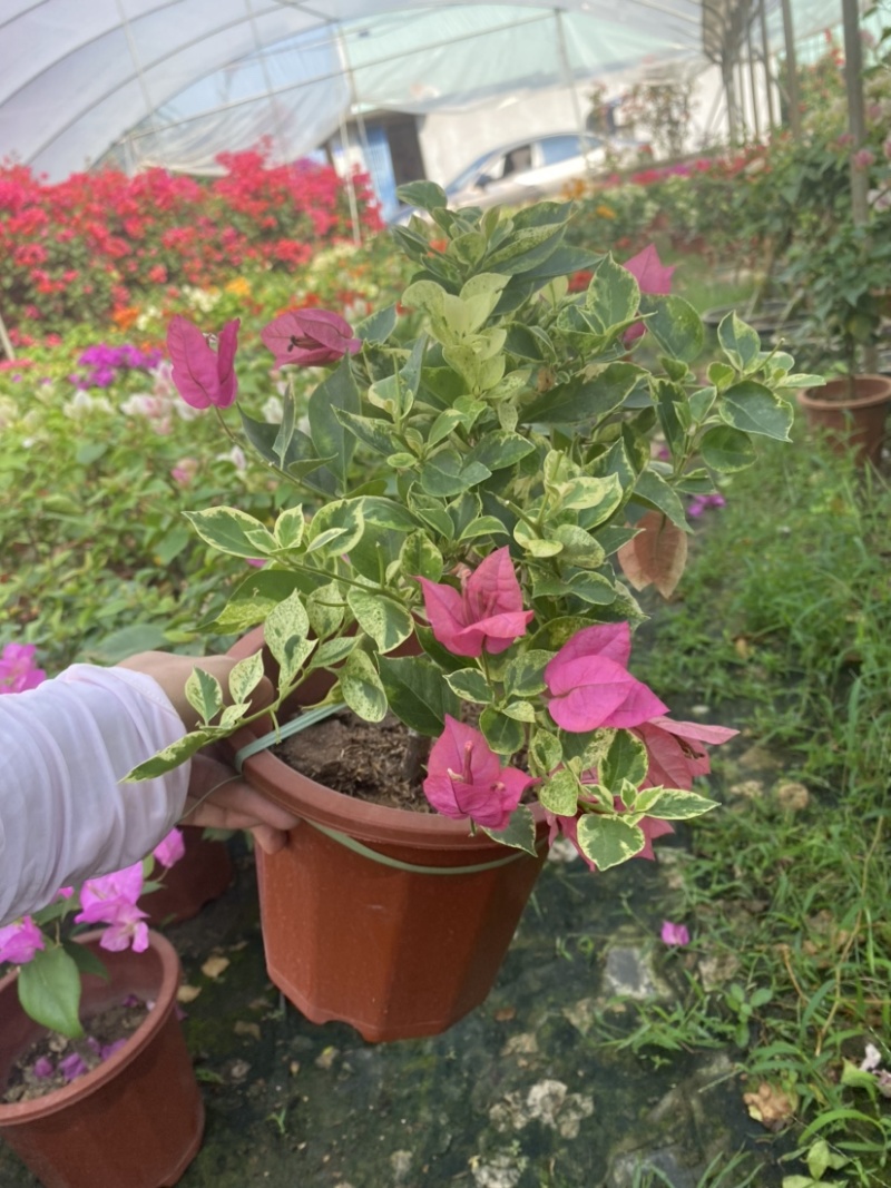 紫花小红桶三角梅