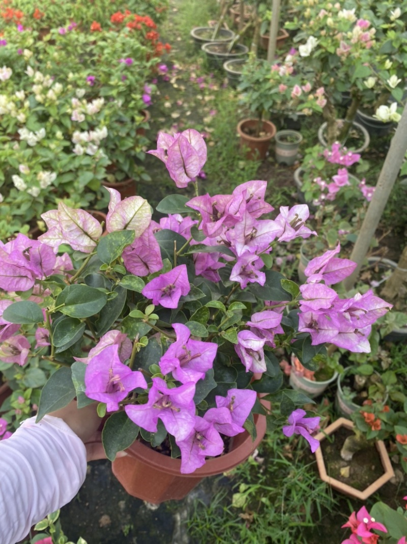 紫花小红桶三角梅