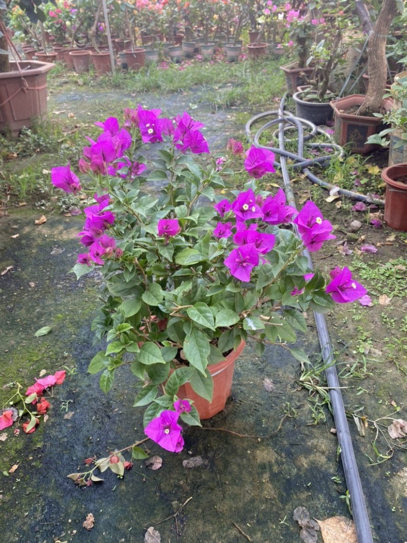 紫花小红桶三角梅