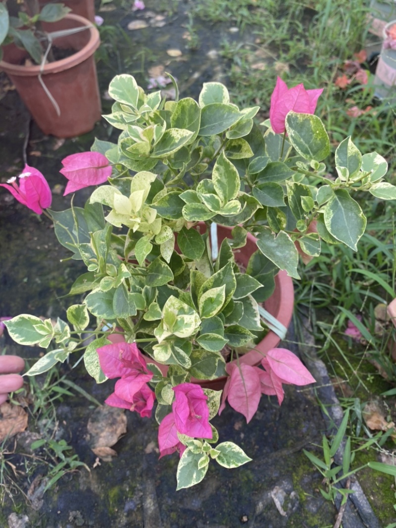 紫花小红桶三角梅