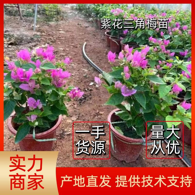 紫花小红桶三角梅