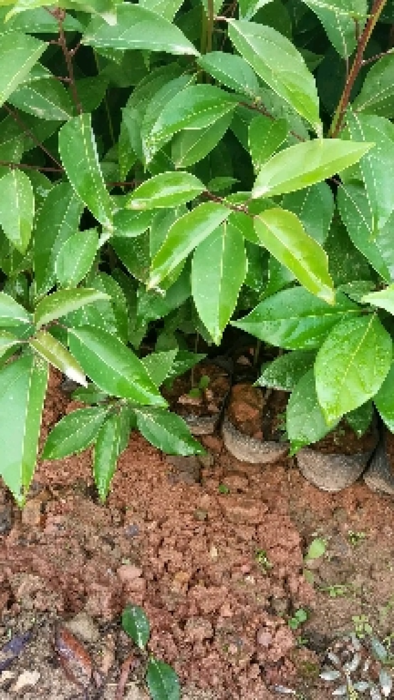 苗圃供应大叶樟杯苗樟树造林苗根系发达成活率高量大从优