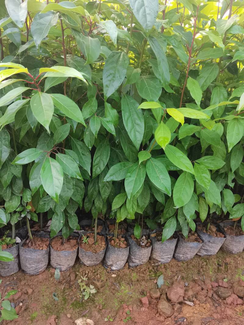 苗圃供应大叶樟杯苗樟树造林苗根系发达成活率高量大从优