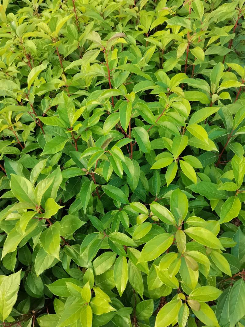 苗圃供应大叶樟杯苗樟树造林苗根系发达成活率高量大从优