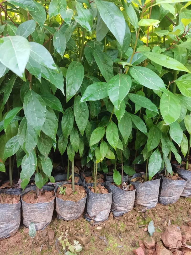 苗圃供应大叶樟杯苗樟树造林苗根系发达成活率高量大从优