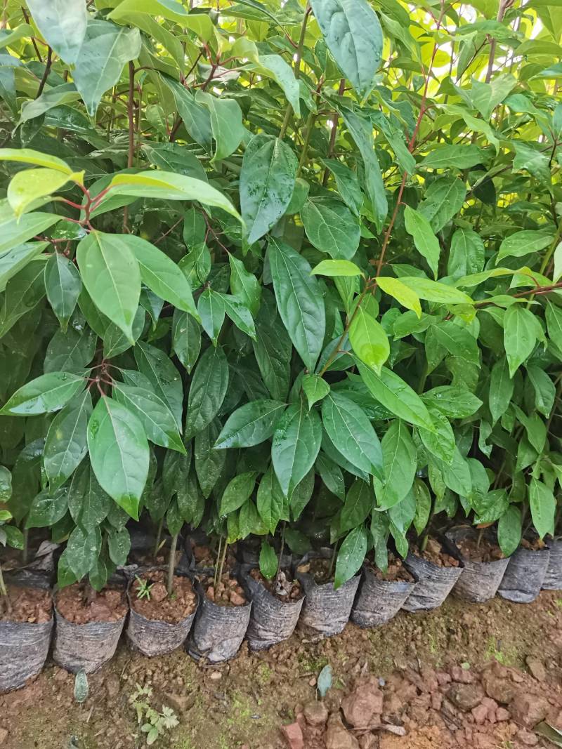 苗圃供应大叶樟杯苗樟树造林苗根系发达成活率高量大从优