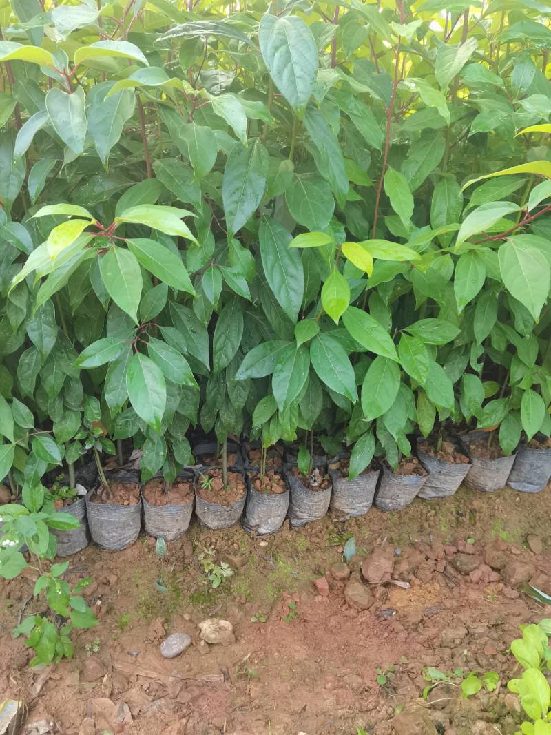苗圃供应大叶樟杯苗樟树造林苗根系发达成活率高量大从优