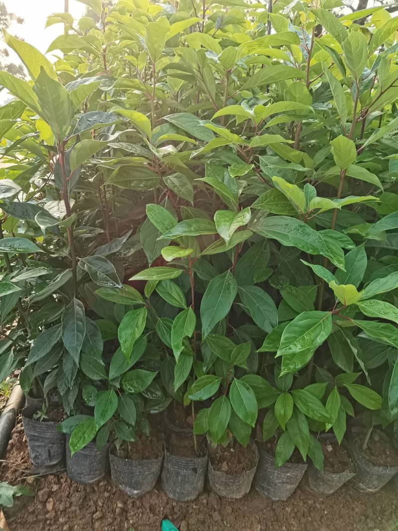 苗圃供应大叶樟杯苗樟树造林苗根系发达成活率高量大从优