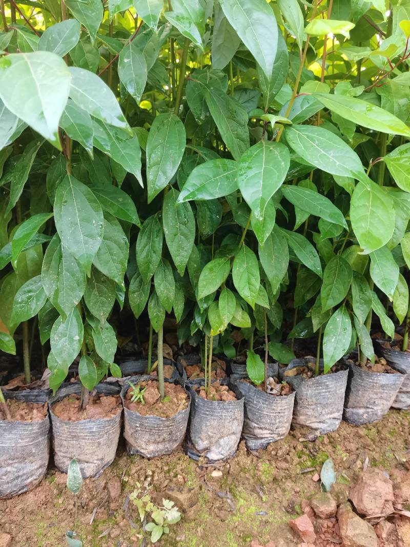 苗圃供应大叶樟杯苗樟树造林苗根系发达成活率高量大从优
