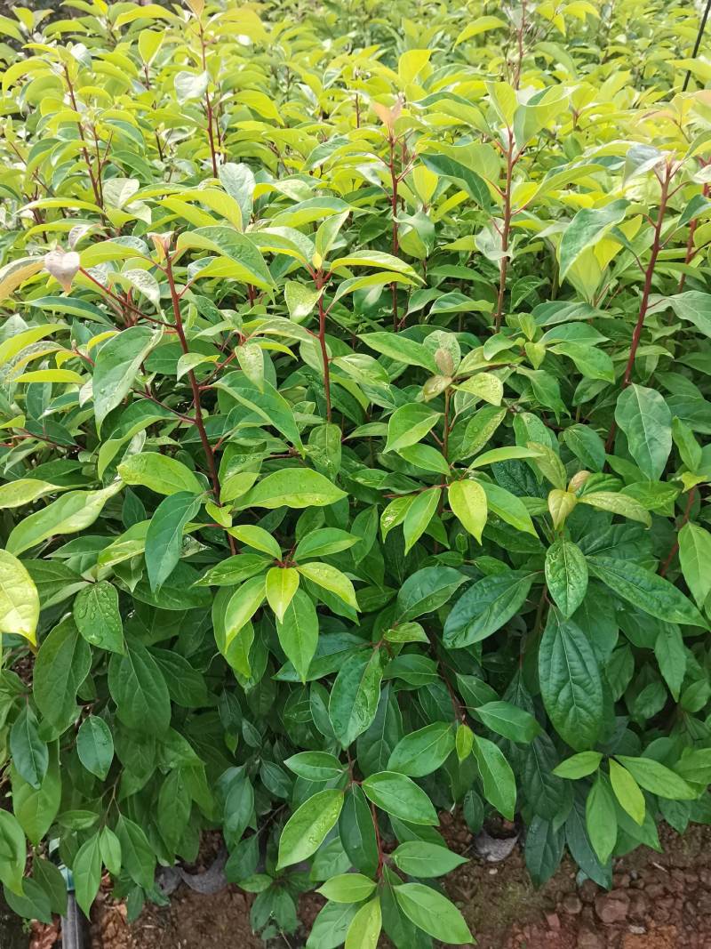 苗圃供应大叶樟杯苗樟树造林苗根系发达成活率高量大从优