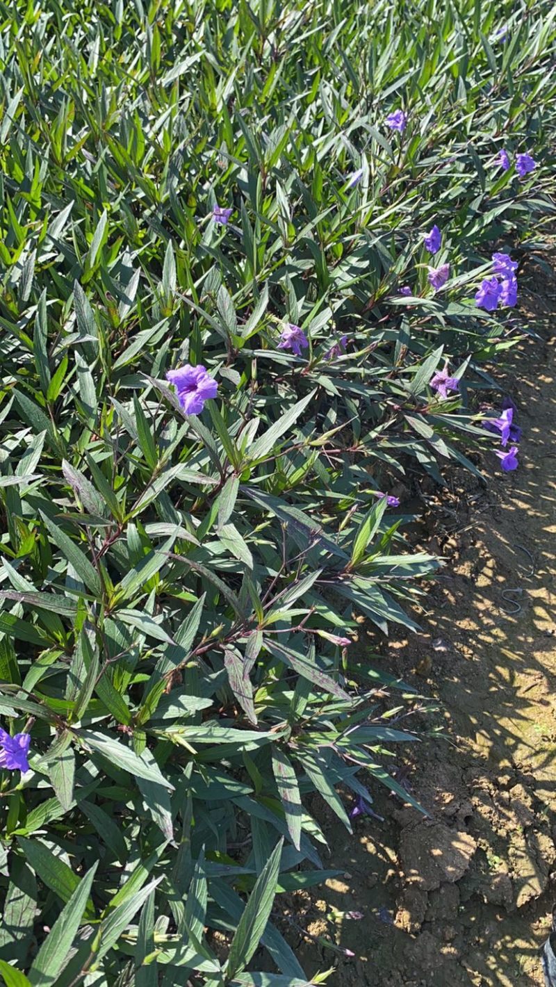 中袋芦莉绿化工程苗