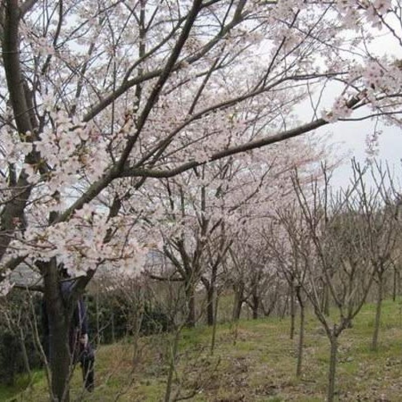 日本晚早樱