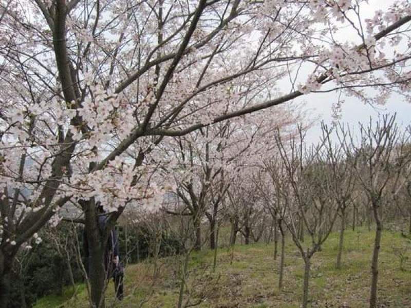 日本晚早樱