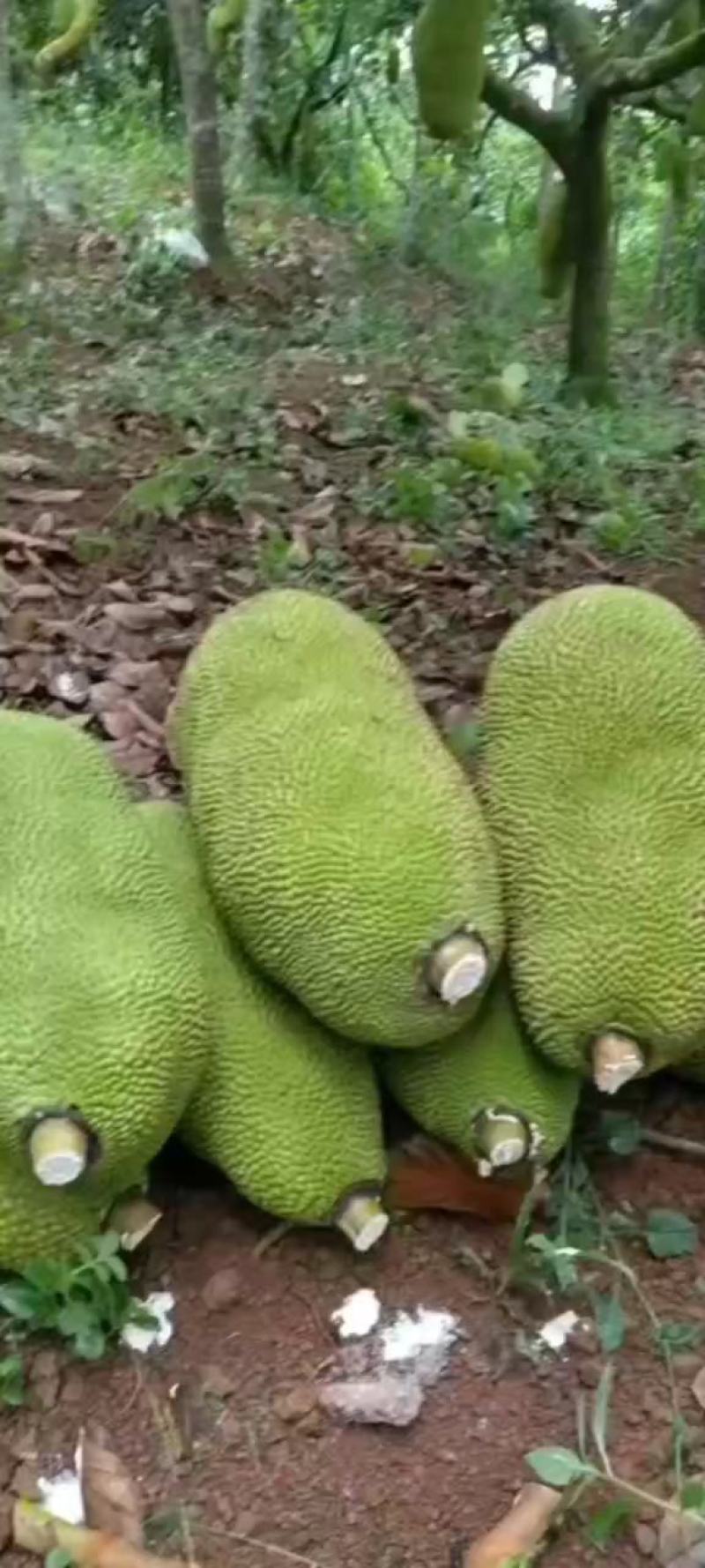 海南黄肉菠萝蜜/马来1号支持全国整车发货(快递/物流)