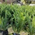 贤厥，排骨草大、中袋苗