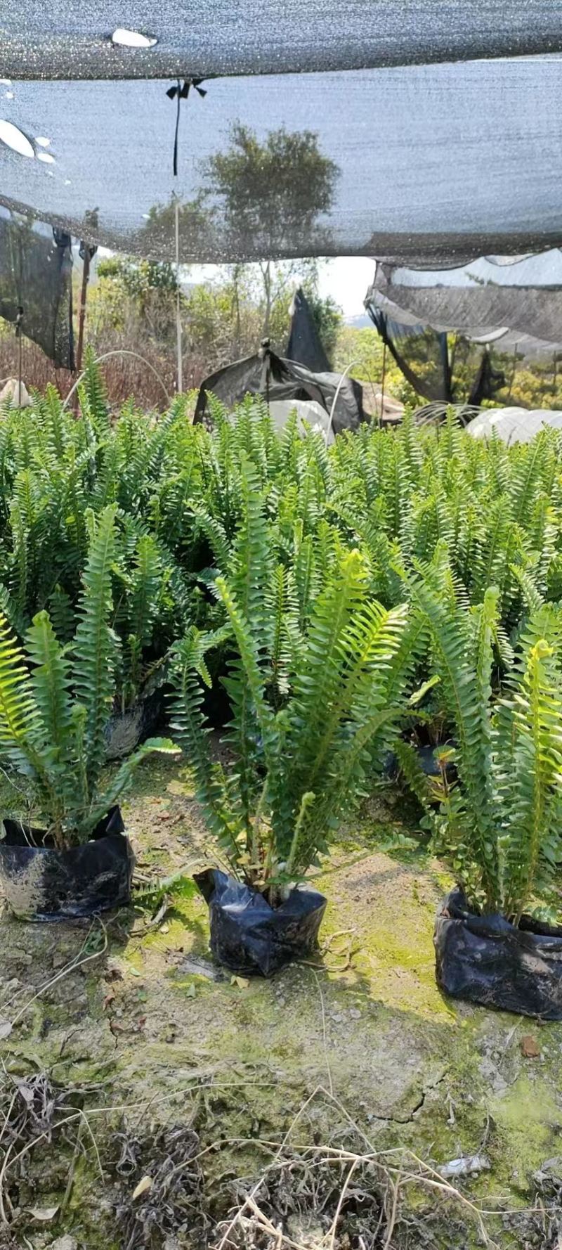 贤厥，排骨草大、中袋苗