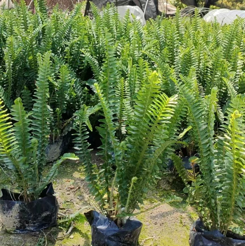 贤厥，排骨草大、中袋苗