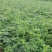 迎春花