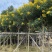 黄花槐7.8.910.公分