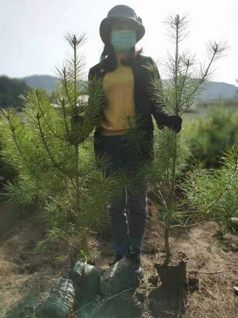 【松树苗】白皮松杯苗规格齐全量大从优提供技术支持
