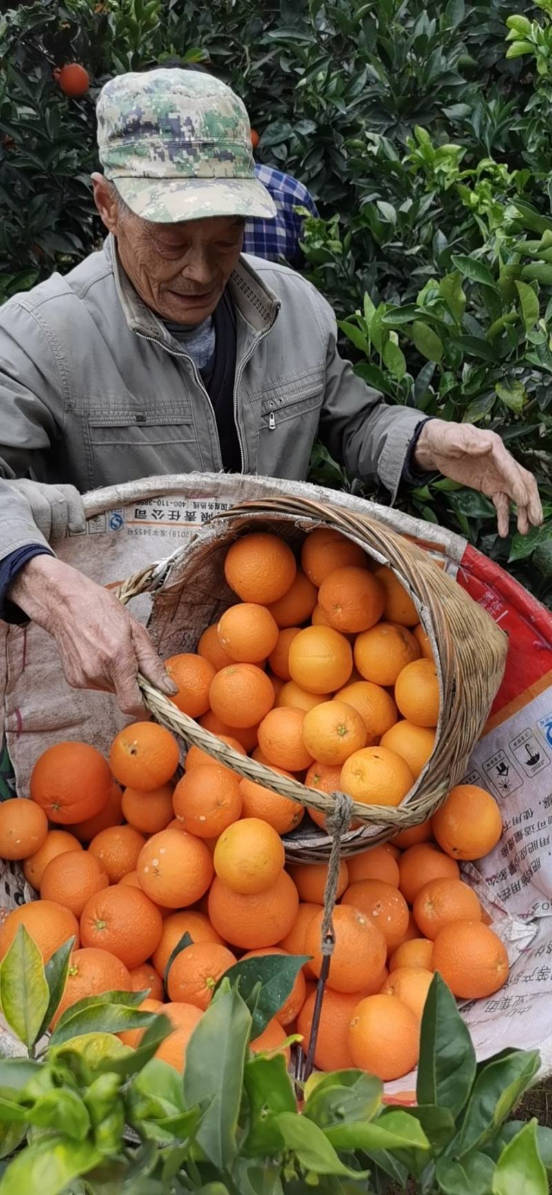 湖北秭归九月红果冻橙产地大量上市爆汁
