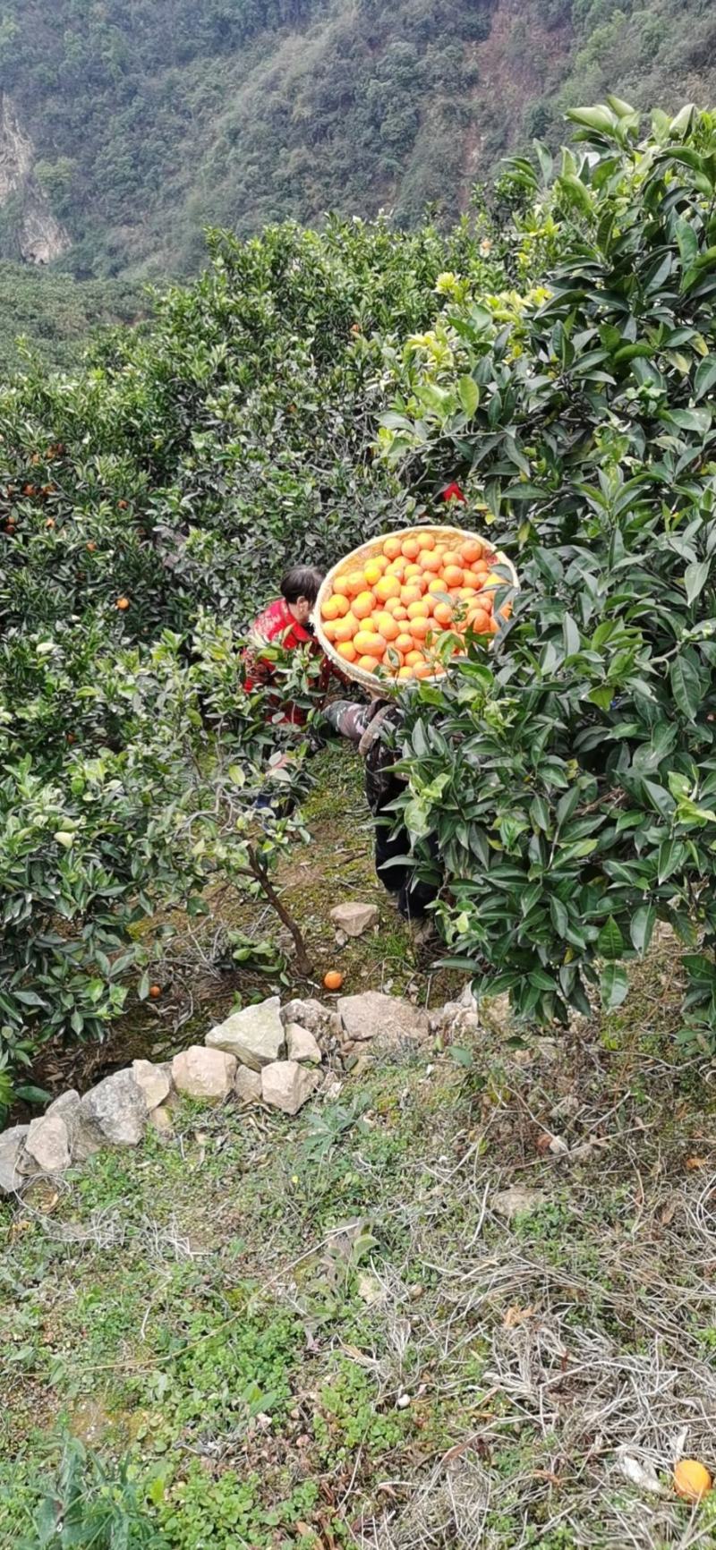 湖北秭归九月红果冻橙产地大量上市爆汁