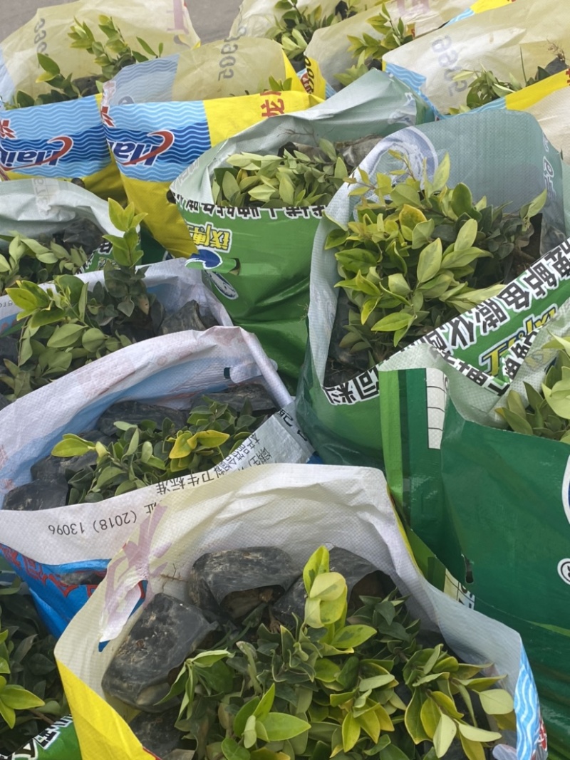 金森女贞袋装5.7斤袋绿化工程苗