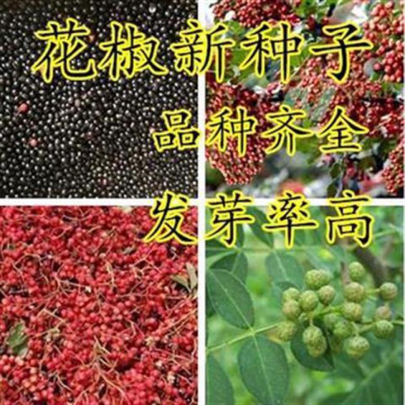 四川花椒树种子正宗大红袍花椒种子韩城九叶青花椒无