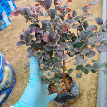 红继木大，中袋绿化工程苗