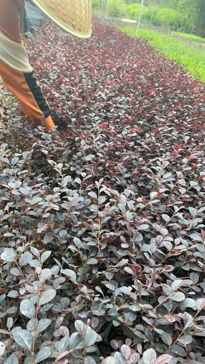 红继木大，中袋绿化工程苗