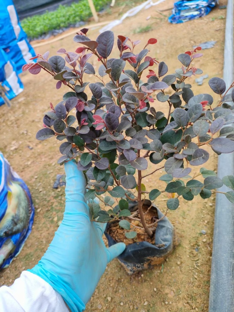 红继木大，中袋绿化工程苗