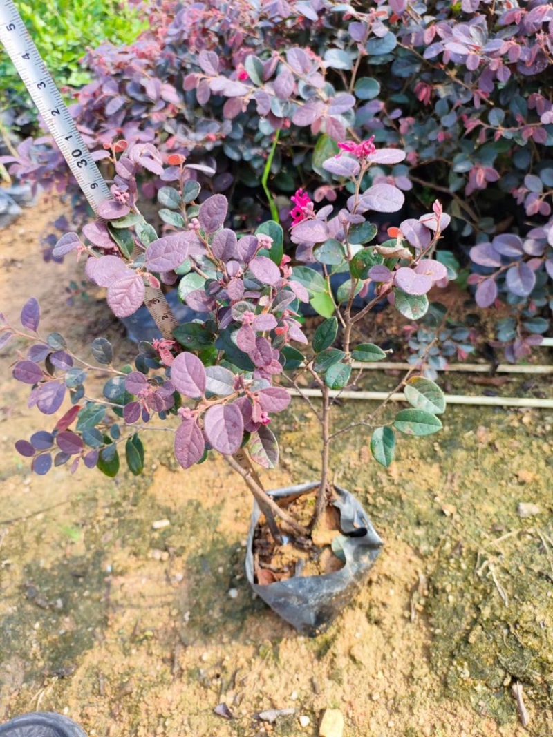 红继木大，中袋绿化工程苗