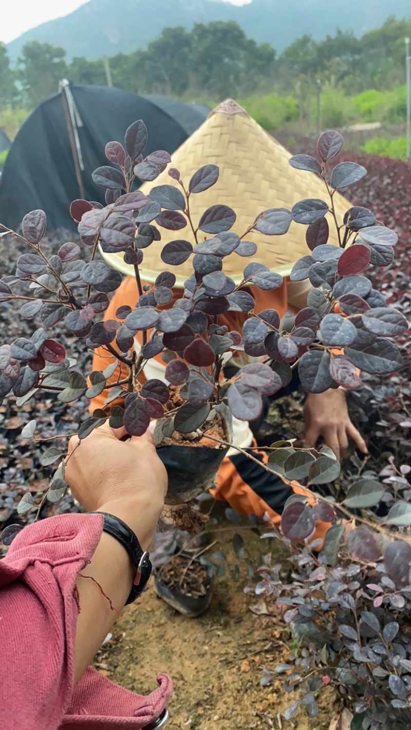 红继木大，中袋绿化工程苗