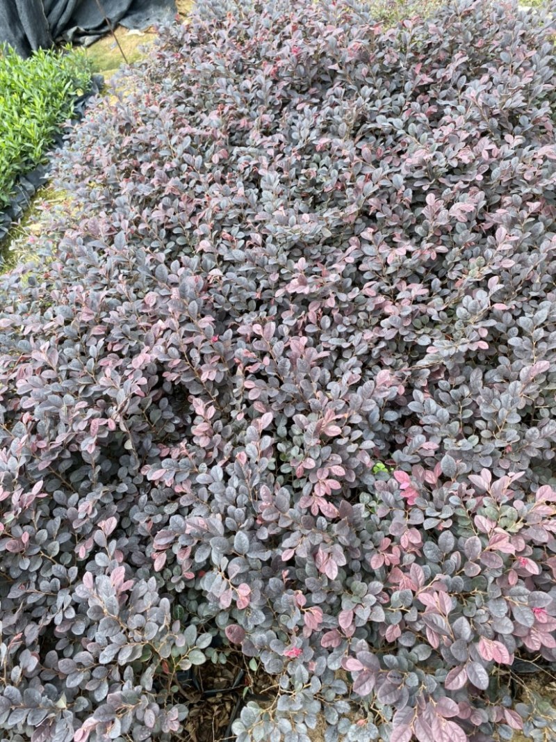红继木大，中袋绿化工程苗