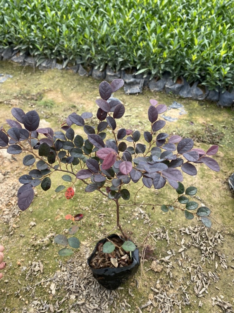 红继木大，中袋绿化工程苗