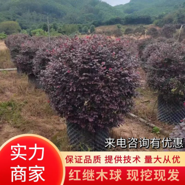 红继木球有普通球货，精品货，基地直发