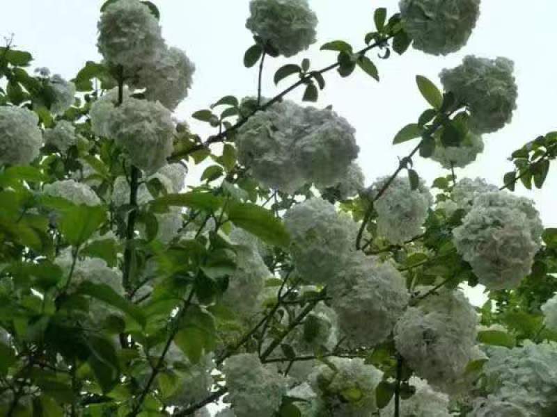 草绣球