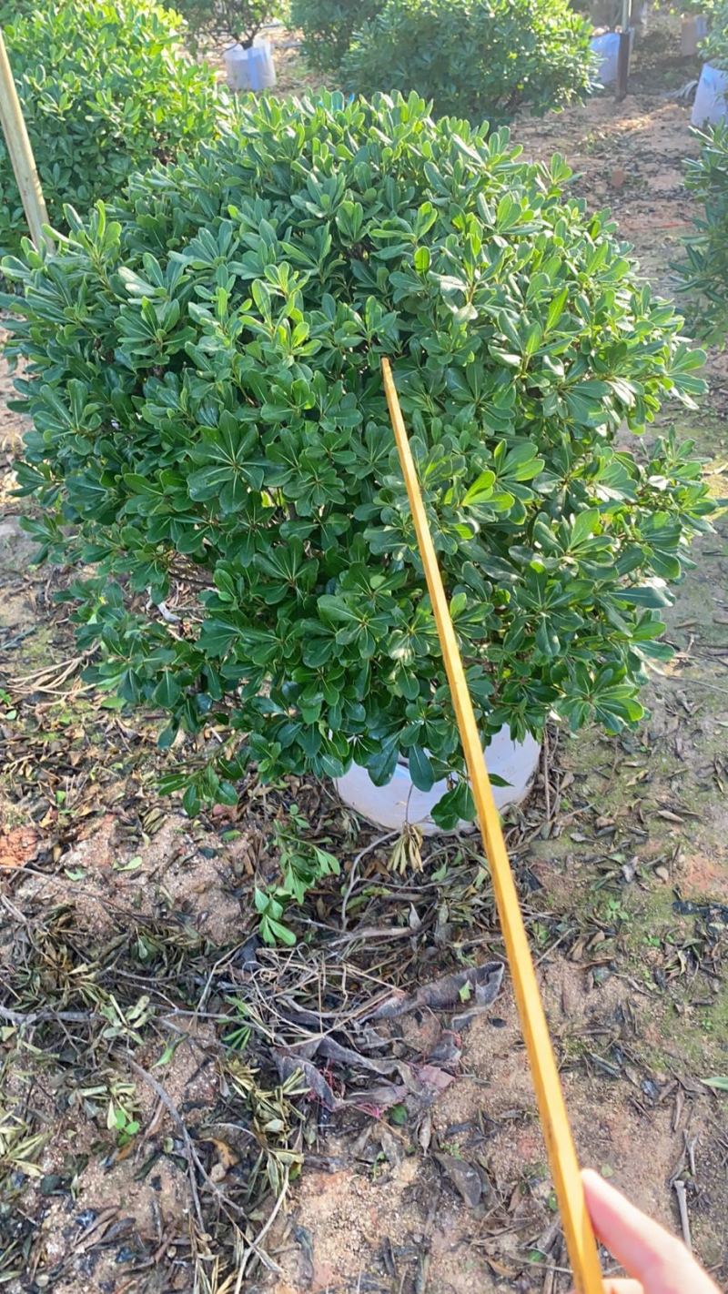海桐球绿化工程球类