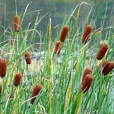 菖蒲