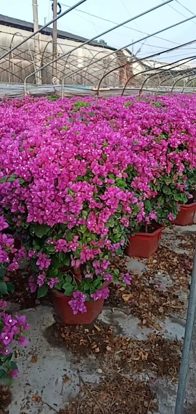 紫花三角梅盆苗