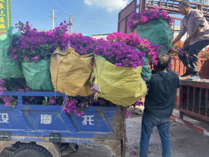 紫花三角梅盆苗