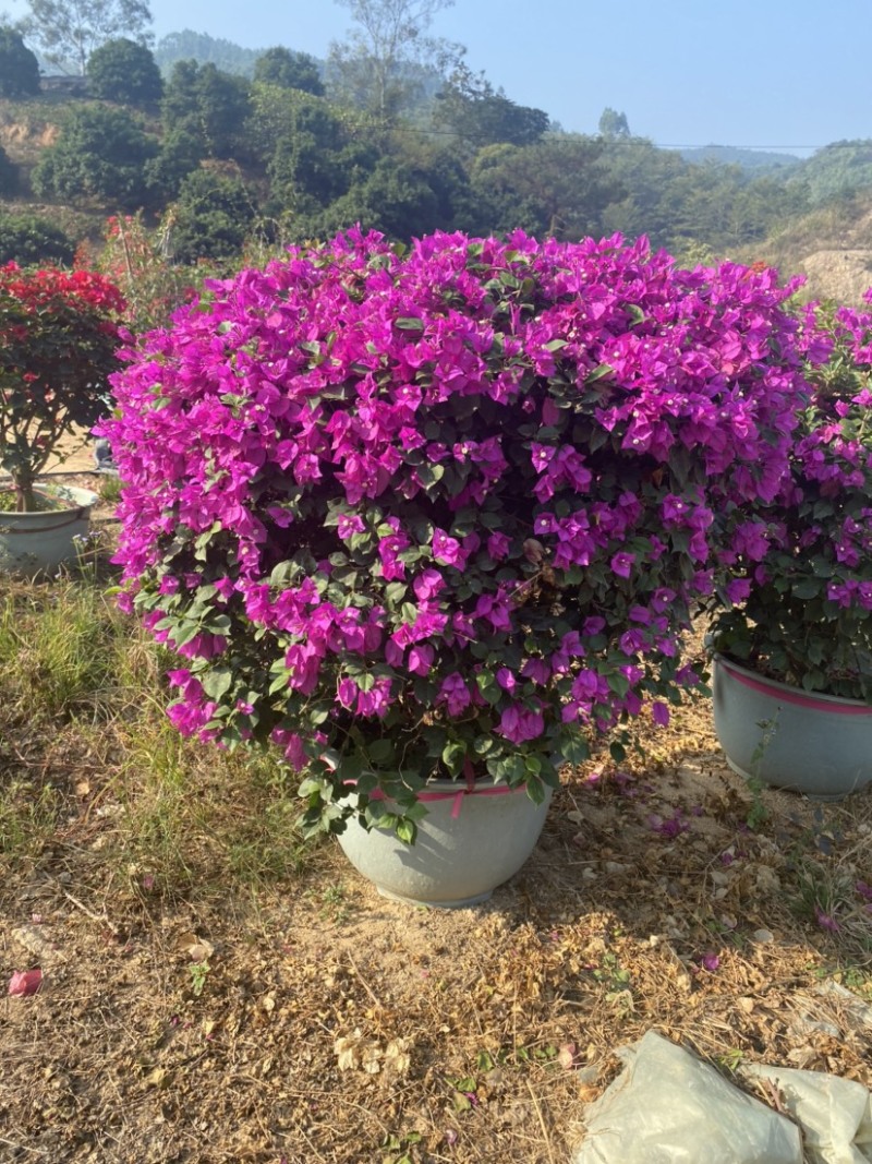 紫花三角梅盆苗