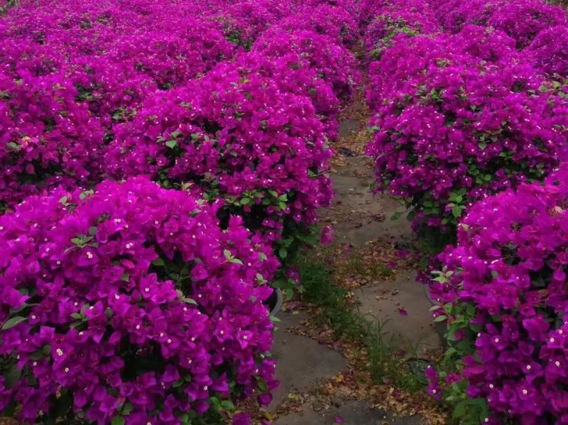紫花三角梅盆苗