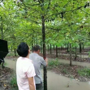 枫香苗