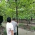 枫香苗