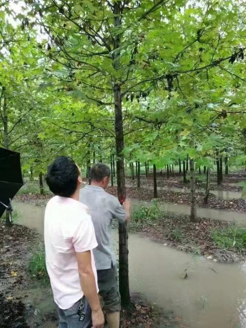 枫香苗